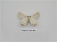 藏品(尺蛾329)的圖片